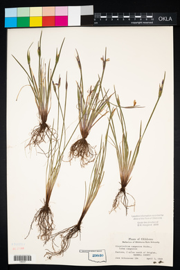 Sisyrinchium campestre image