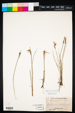 Sisyrinchium campestre image