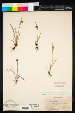 Sisyrinchium campestre image