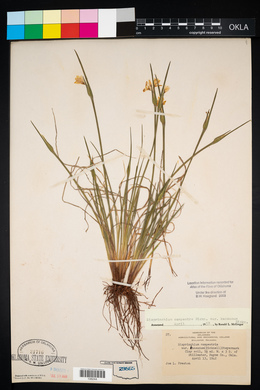 Sisyrinchium campestre image