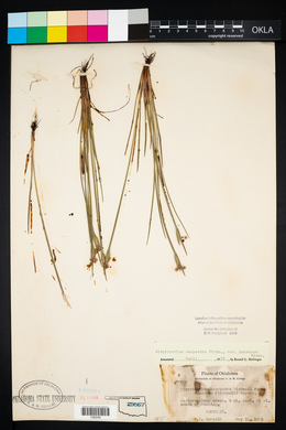 Sisyrinchium campestre image