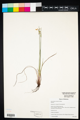 Sisyrinchium campestre image