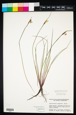 Sisyrinchium campestre image