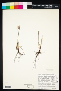 Sisyrinchium campestre image