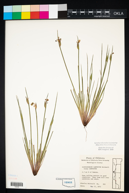 Sisyrinchium campestre image