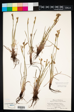 Sisyrinchium campestre image