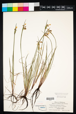 Sisyrinchium campestre image