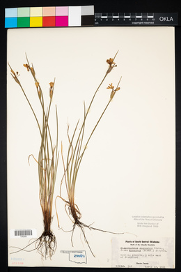 Sisyrinchium campestre image