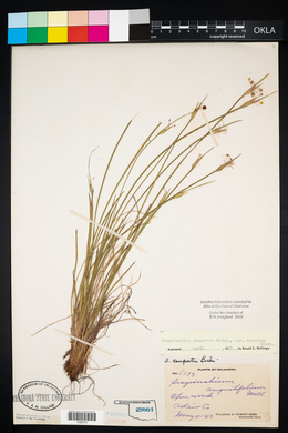 Sisyrinchium campestre image