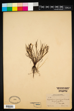 Sisyrinchium gramineum image