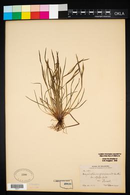 Sisyrinchium gramineum image