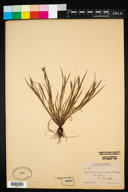 Sisyrinchium gramineum image