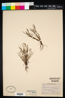 Sisyrinchium gramineum image