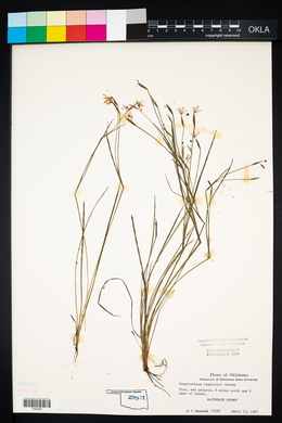 Sisyrinchium langloisii image