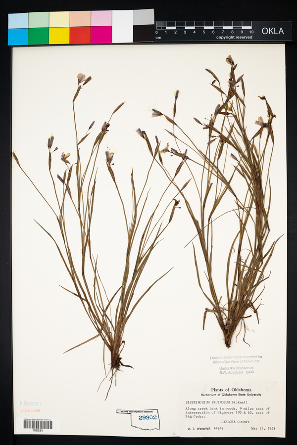 Sisyrinchium pruinosum image