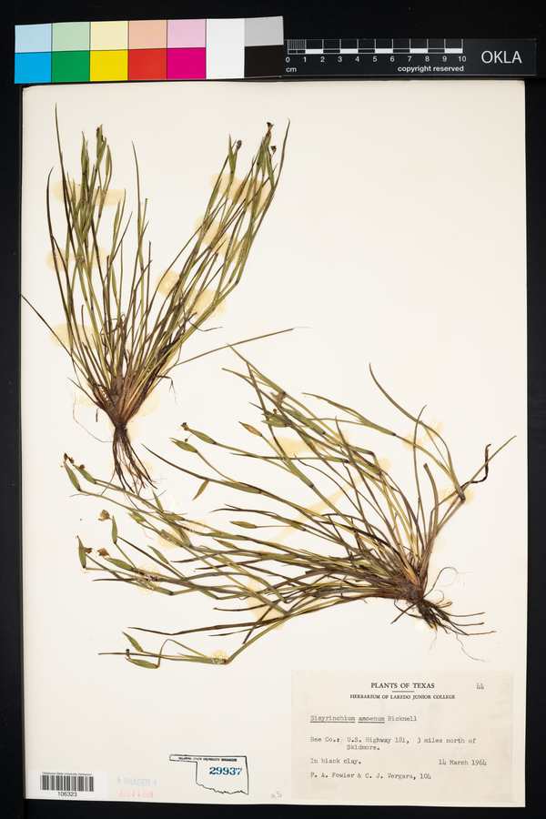 Sisyrinchium amoenum image