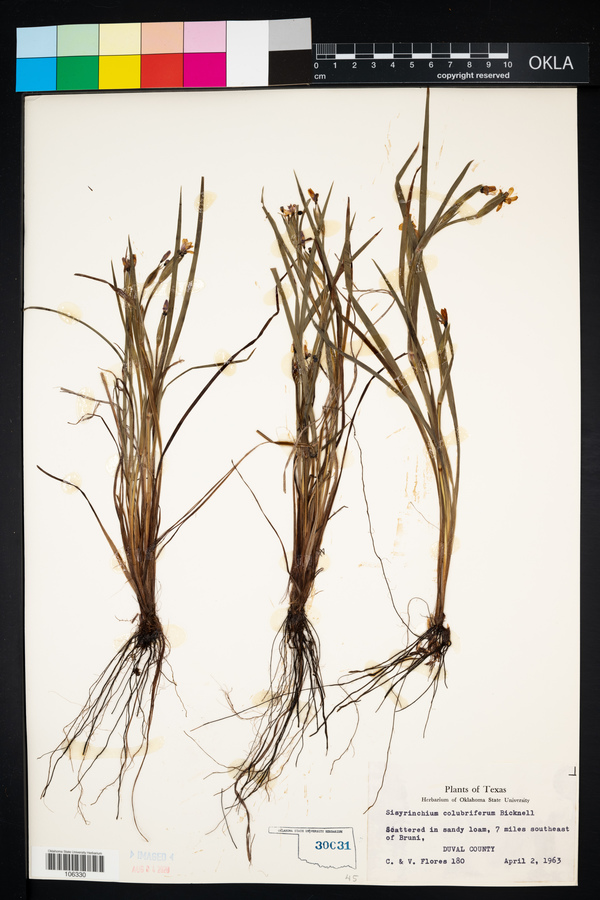 Sisyrinchium colubriferum image