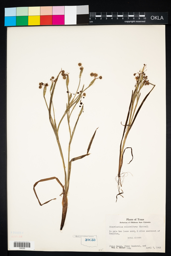 Sisyrinchium colubriferum image
