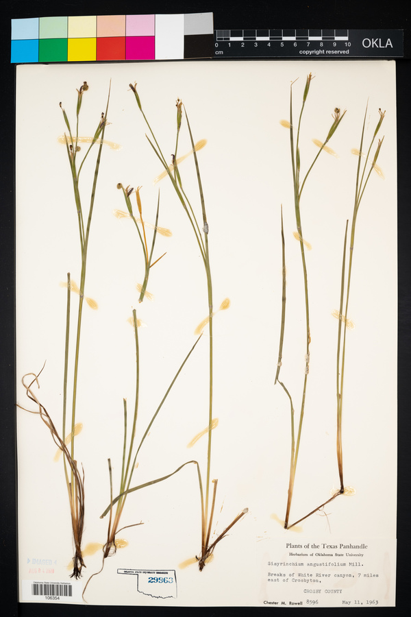 Sisyrinchium angustifolium image