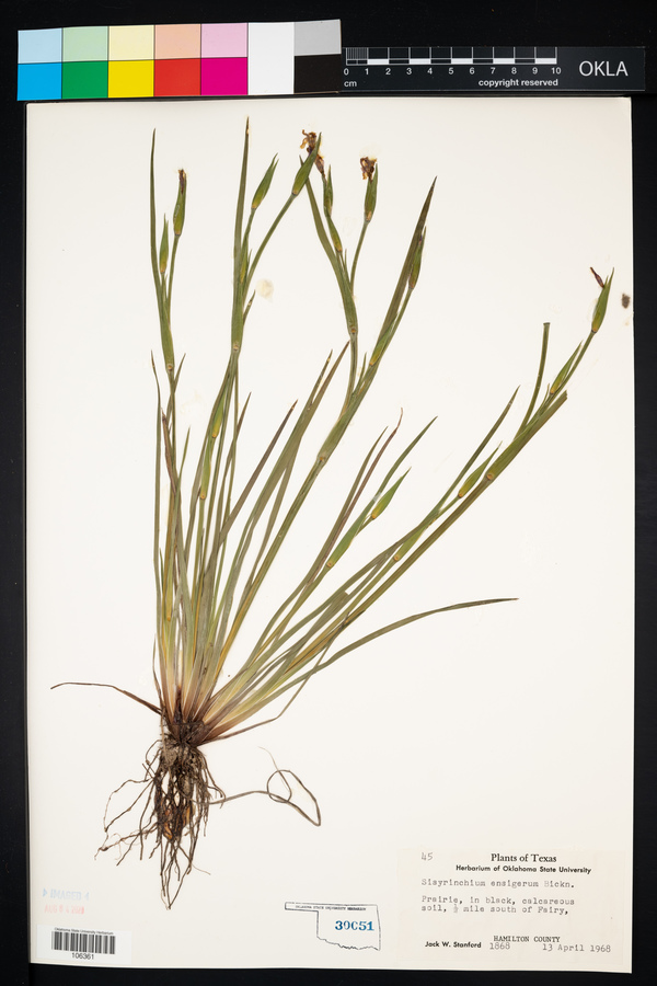 Sisyrinchium ensigerum image