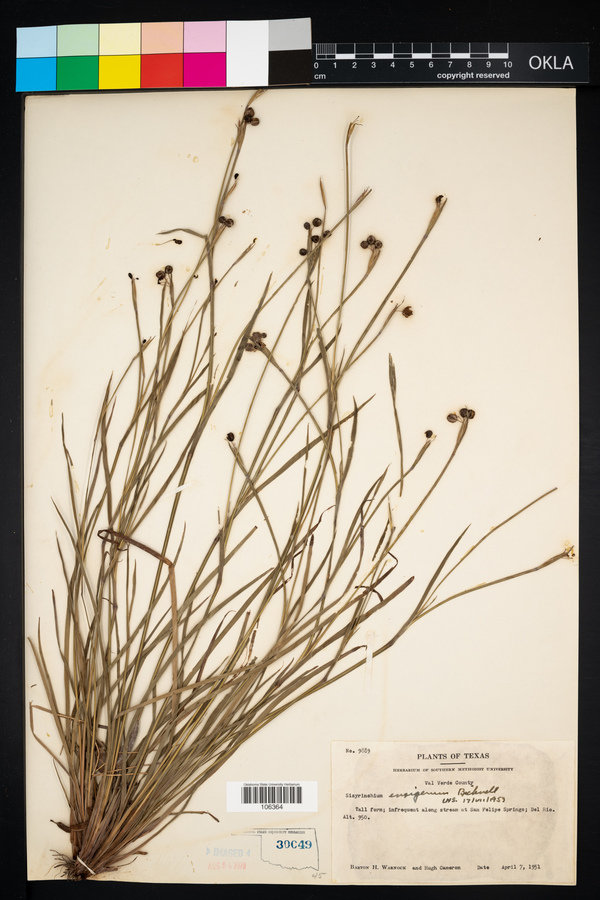 Sisyrinchium ensigerum image