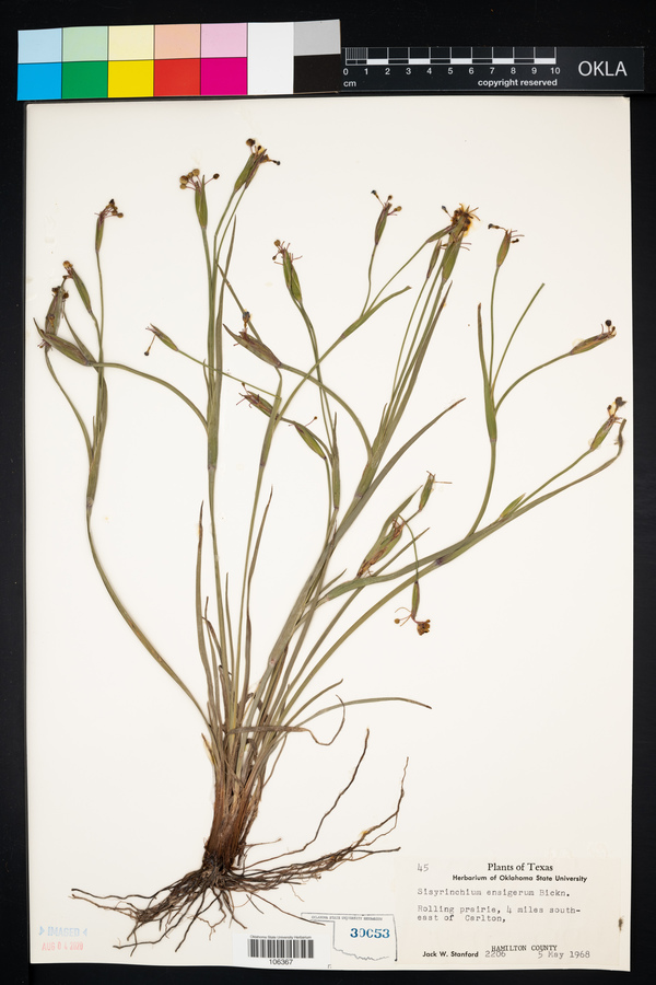 Sisyrinchium ensigerum image