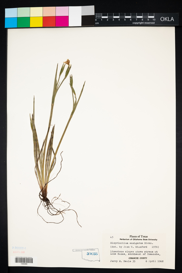 Sisyrinchium ensigerum image
