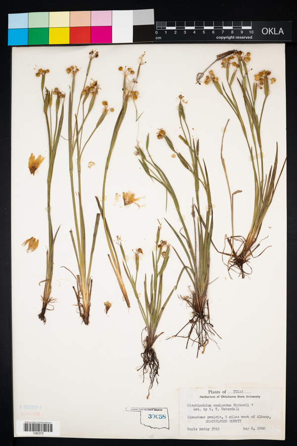 Sisyrinchium ensigerum image