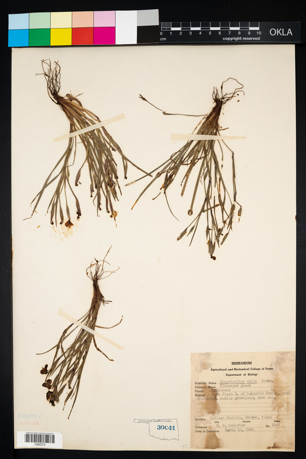 Sisyrinchium exile image
