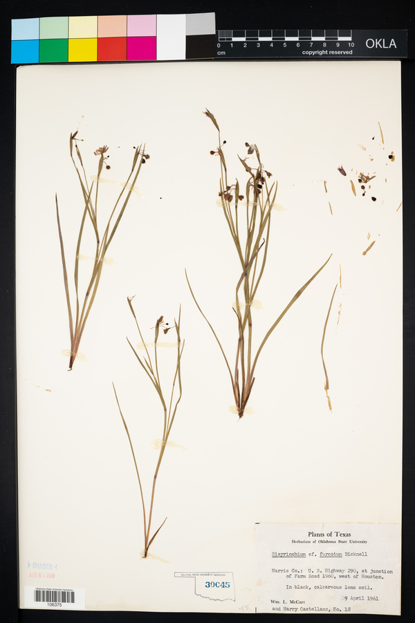 Sisyrinchium fuscatum image