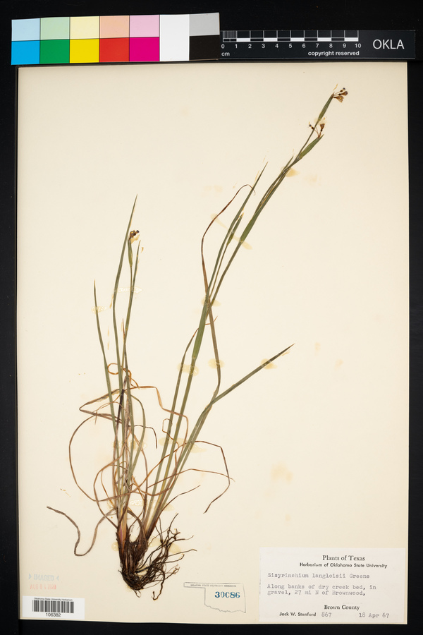 Sisyrinchium langloisii image