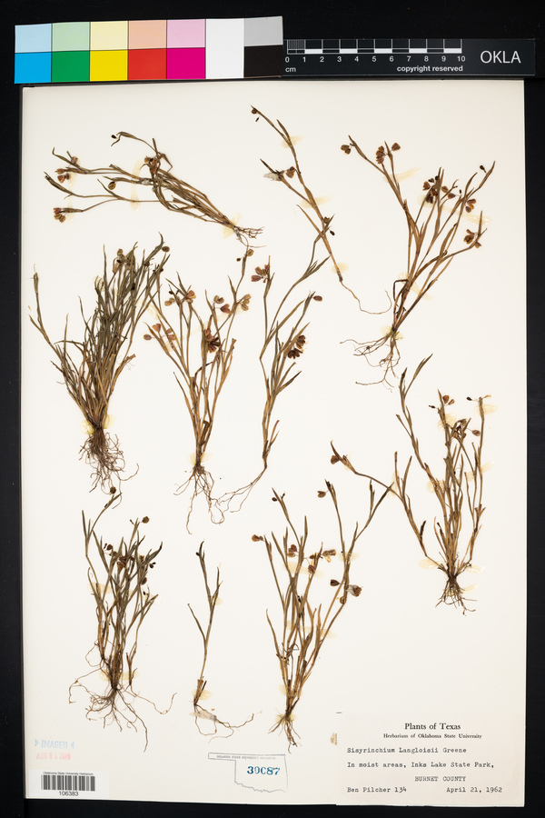 Sisyrinchium langloisii image