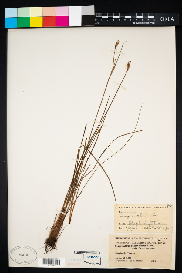 Sisyrinchium sagittiferum image