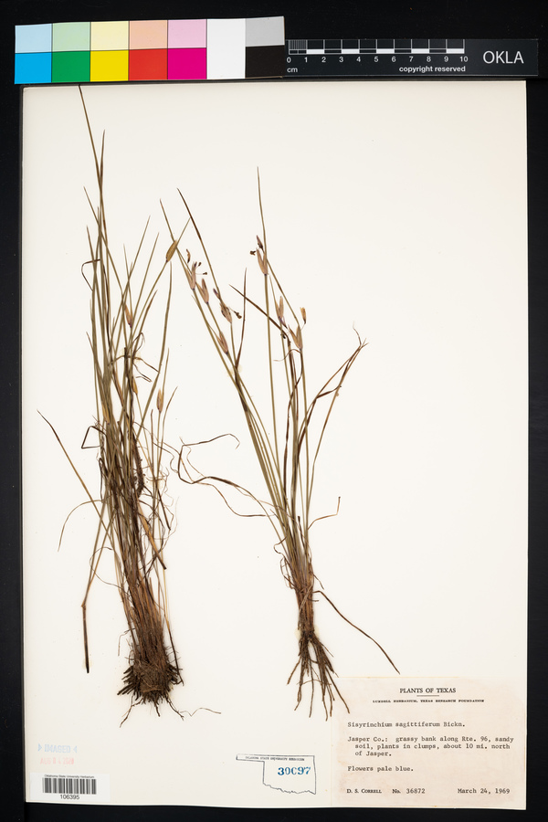 Sisyrinchium sagittiferum image