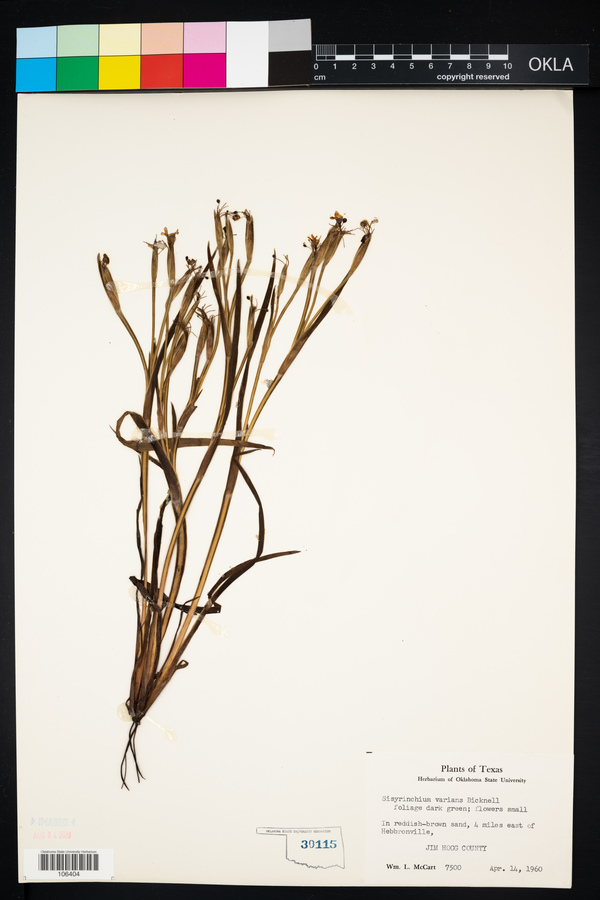 Sisyrinchium varians image
