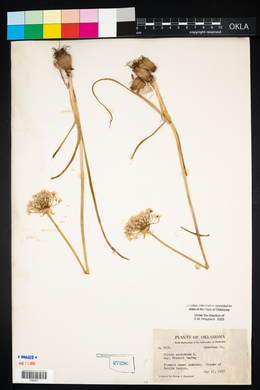 Allium canadense var. fraseri image