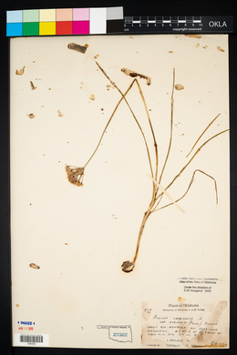 Allium canadense var. mobilense image