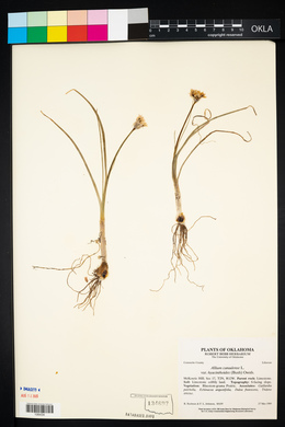 Allium canadense var. hyacinthoides image