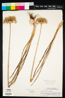 Allium stellatum image