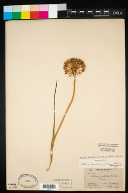 Allium canadense var. fraseri image