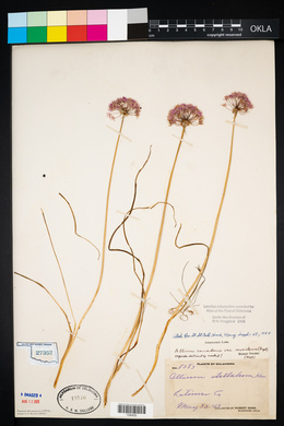 Allium canadense var. mobilense image