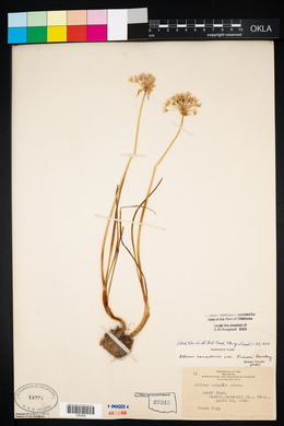 Allium canadense var. fraseri image