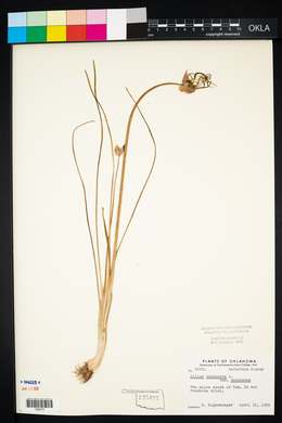 Allium canadense var. canadense image