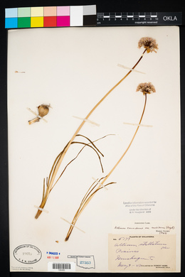 Allium canadense var. mobilense image