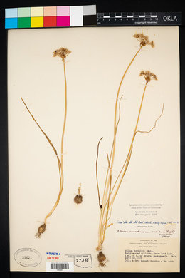 Allium canadense var. mobilense image