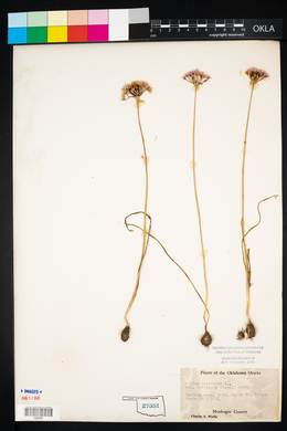 Allium canadense var. mobilense image