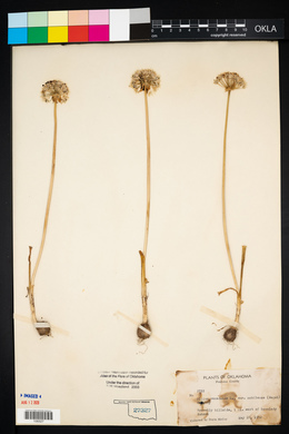 Allium canadense var. mobilense image