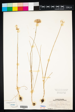 Allium canadense var. canadense image