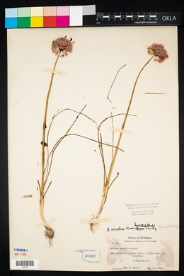 Allium canadense var. mobilense image