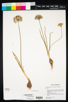 Allium canadense var. fraseri image